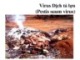 Bài giảng Virus học thú y: Virus dịch tả lợn - PGS.TS. Nguyễn Bá Hiên