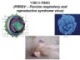 Bài giảng Virus học thú y: Virus PRRS - PGS.TS. Nguyễn Bá Hiên